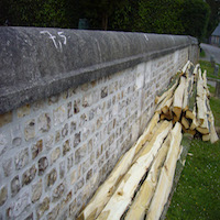 Ifs millénaires de La Haye-de-Routot