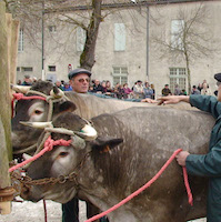 L'élevage du bœuf gras bazadais