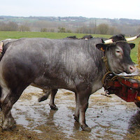 L'élevage du bœuf gras bazadais