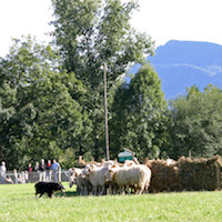 Fêtes des bergers à Aramits