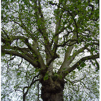 Patrimoine végétal de Bayeux