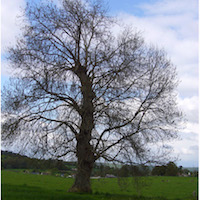 Forêt de Brotonne