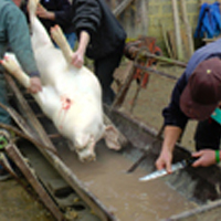 Le tue-cochon / La pelèra