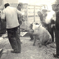 Le tue-cochon / La pelèra