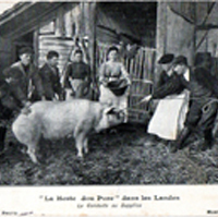 Le tue-cochon / La pelèra