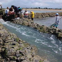 Les pêcheries fixes du littoral de la Manche