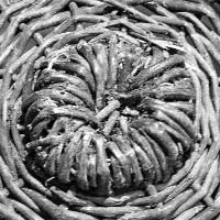 Les savoir-faire vanniers en Bretagne : les sklisseneù
