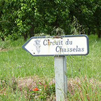 La culture du raisin chasselas de Moissac