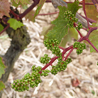 La culture du raisin chasselas de Moissac
