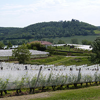 La culture du raisin chasselas de Moissac