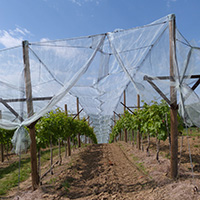 La culture du raisin chasselas de Moissac