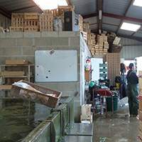 La culture du cresson à Méréville