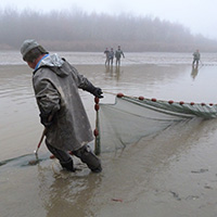 La pêche des poissons d’eau douce dans les étangs de la Dombes
