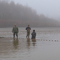 La pêche des poissons d’eau douce dans les étangs de la Dombes