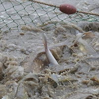 La pêche des poissons d’eau douce dans les étangs de la Dombes