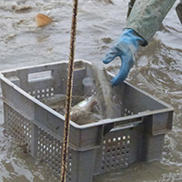 La pêche des poissons d’eau douce dans les étangs de la Dombes