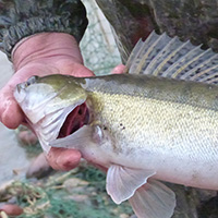 La pêche des poissons d’eau douce dans les étangs de la Dombes