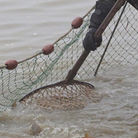 La pêche des poissons d’eau douce dans les étangs de la Dombes