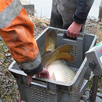 La pêche des poissons d’eau douce dans les étangs de la Dombes
