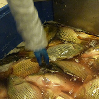 La pêche des poissons d’eau douce dans les étangs de la Dombes