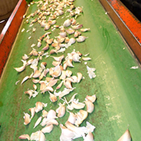 La culture de l'ail rose de Billom