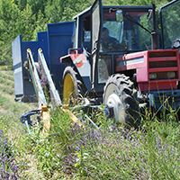 Les pratiques de culture des lavandes dans les Alpes-de-Haute-Provence