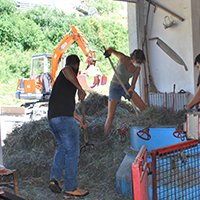 Les pratiques de culture des lavandes dans les Alpes-de-Haute-Provence