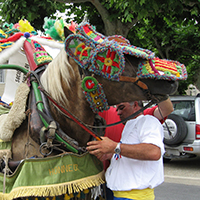 Les fêtes à charrettes entre Alpilles et Durance