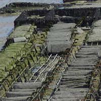 L'élevage des huîtres de Cancale