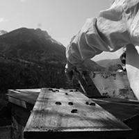 Les savoirs de l’apiculture dans le massif des Bauges