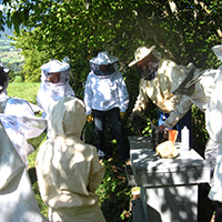 Les savoirs de l’apiculture dans le massif des Bauges