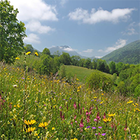 Les savoirs de l’apiculture dans le massif des Bauges