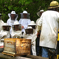 Les savoirs de l’apiculture dans le massif des Bauges