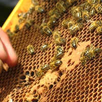 Les savoirs de l’apiculture dans le massif des Bauges