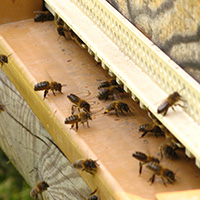Les savoirs de l’apiculture dans le massif des Bauges