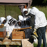 Les savoirs de l’apiculture dans le massif des Bauges