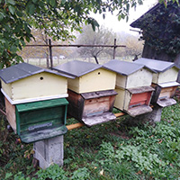 Les savoirs de l’apiculture dans le massif des Bauges