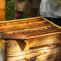 Les savoirs de l’apiculture dans le massif des Bauges