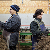 Les savoir-faire de l’élaboration du cognac