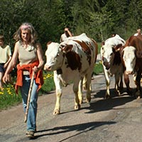 Les pratiques et savoir-faire de la transhumance en France