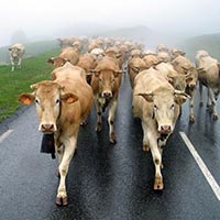 Les pratiques et savoir-faire de la transhumance en France