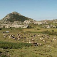 Les pratiques et savoir-faire de la transhumance en France