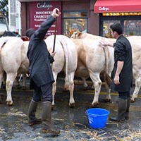 La tradition des boeufs gras à Bayonne