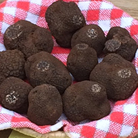 La culture de la truffe noire du Quercy à Lalbenque