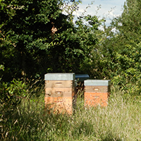 L’apiculture de zone humide en Basse-Loire