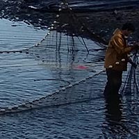 Les savoirs, savoir-faire et pratiques sociales liées à la pisciculture dans les étangs de la Brenne