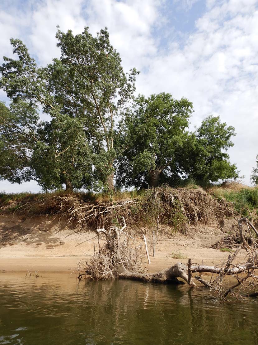 L’érosion des berges de Loire au niveau de la commune de l’Orée d’Anjou © Jules Danto