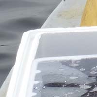 Les pratiques traditionnelles des pêcheurs aux engins et aux filets de Loire-Atlantique
