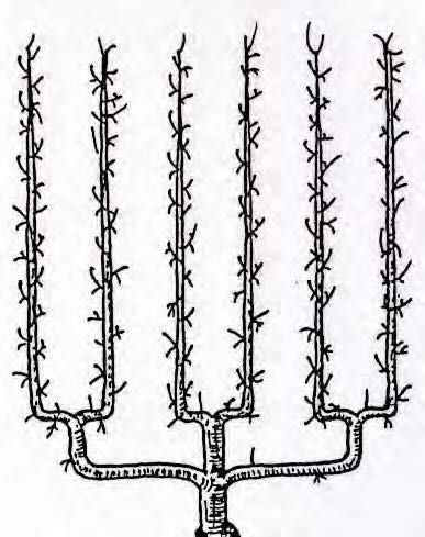 U triple (vers 1850)