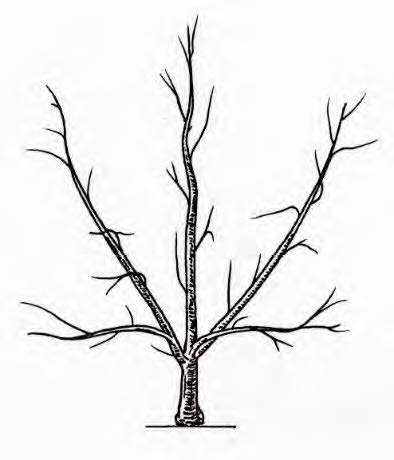 Palmettes trois axes (vers 1900), inspirée de la palmette Valaisanne